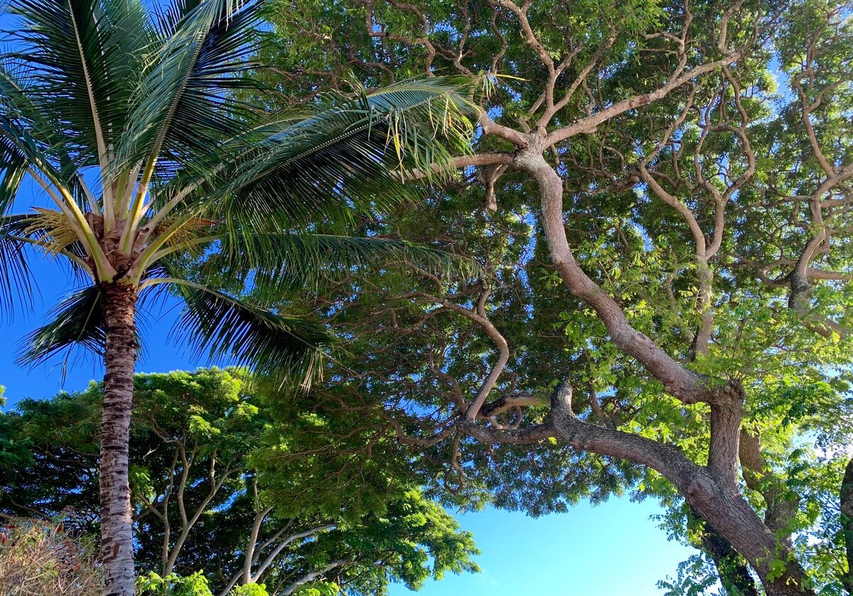 Monkeypod Tree Ke Iki Beach Bungalows